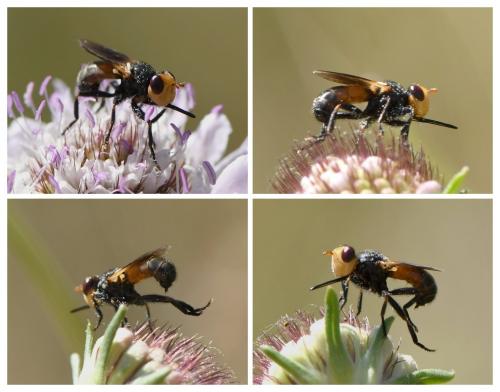 Melanosoma bicolor